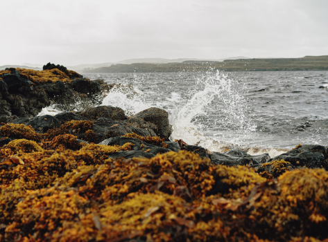 Scottish Sea Salt Natural and Hand Harvested